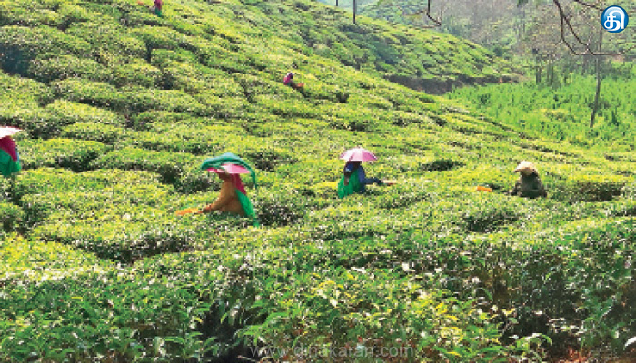 பந்தலூரில்-கோடை-வெயிலால்-அவதி-குடையுடன்-பசுந்தேயிலை-பறிக்கும்-தொழிலாளர்கள்