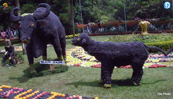 கோடை விழாவின் இறுதி நிகழ்ச்சியாக குன்னூரில் 63வது பழக்கண்காட்சி தொடங்கியது..!!