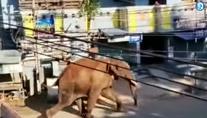 தேனி கம்பம் நகரில் அரிசி கொம்பன் யானை புகுந்துள்ளதால் அப்பகுதி மக்கள் வெளியே வர வனத்துறை தடை..!!