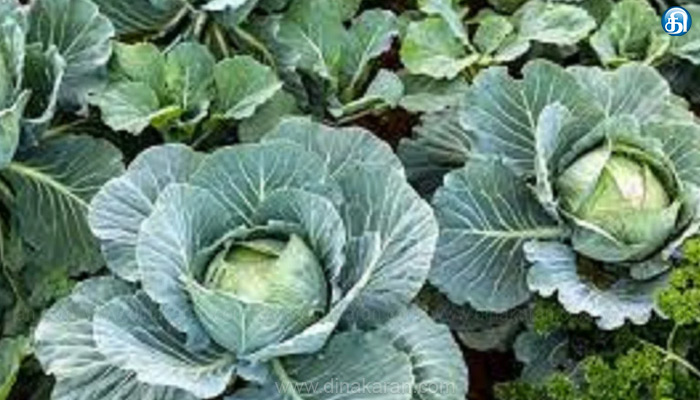 ஈரோடு மாவட்டம் தாளவாடி மலைப்பகுதியில் உரிய விலை கிடைக்காததால் 5 ஏக்கர் முட்டை கோஸ் உழவு செய்து அழிப்பு