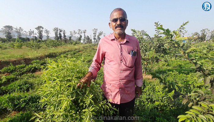 சந்தன மரங்களுடன் ஊடுபயிராக கொய்யா, வேர்கடலை: அசத்தும் திருத்தணி விவசாயி!