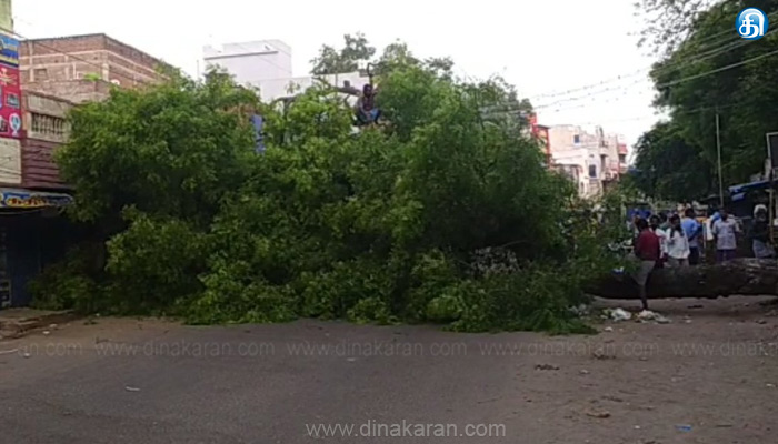 திருப்புவனம் பேரூராட்சி அலுவலகம் அருகே பழமையான மரம் திடீரென விழுந்ததால் போக்குவரத்து பாதிப்பு