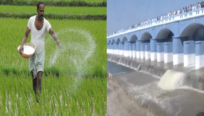 கல்லணையிலிருந்து டெல்டா மாவட்ட பாசனத்திற்காக திறந்து விடப்பட்ட நீரில் 3,42,696 ஏக்கர் பரப்பளவில் குறுவை சாகுபடி செய்ய திட்டம்