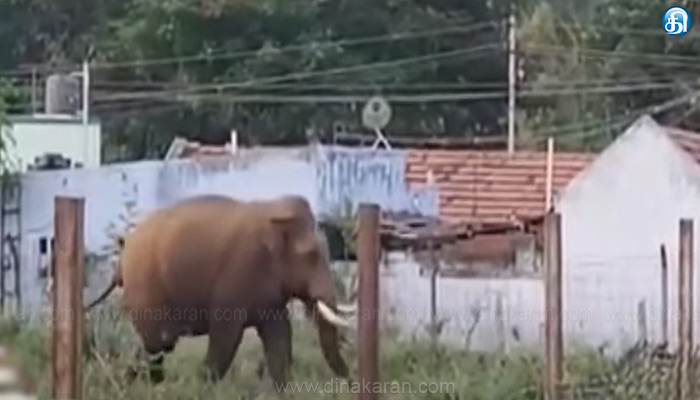 மேட்டுப்பாளையத்தில் பாகுபலி யானை தோட்டத்திற்குள் புகுந்தது பயிர்களை சேதப்படுத்துவதால் விவசாயிகள் கவலை..!!