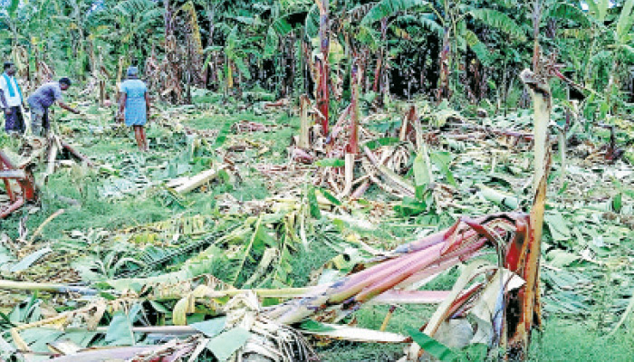 கூடலூர் அருகே வெட்டுக்காடு பகுதியில் காட்டு யானைகளால் வாைழ மரங்கள், ேசாளம் சேதம்: தொல்லை தரும் யானைகளை அடர்ந்த வனத்திற்குள் விட கோரிக்கை