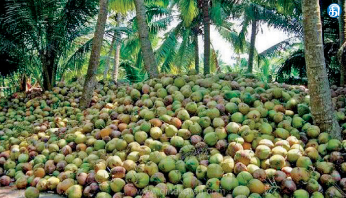 தேங்காய் விலை கடும் வீழ்ச்சி எதிரொலி விரக்தியின் விளிம்பில் தென்னை விவசாயிகள்: அரசு உதவிக்கரம் நீட்ட வேண்டுமென எதிர்பார்ப்பு