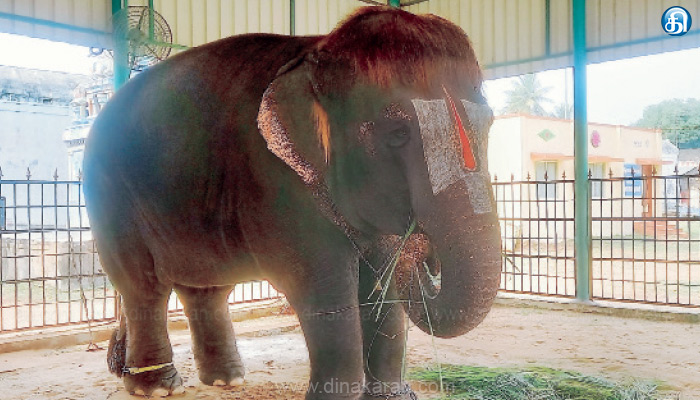 மண் தரைகள் யானைகளின் பாதங்களுக்கு வலு சேர்க்கும்: மாவட்ட வளர்ப்பு யானைகள், மேலாண்மைக்குழு உறுப்பினர் விளக்கம்