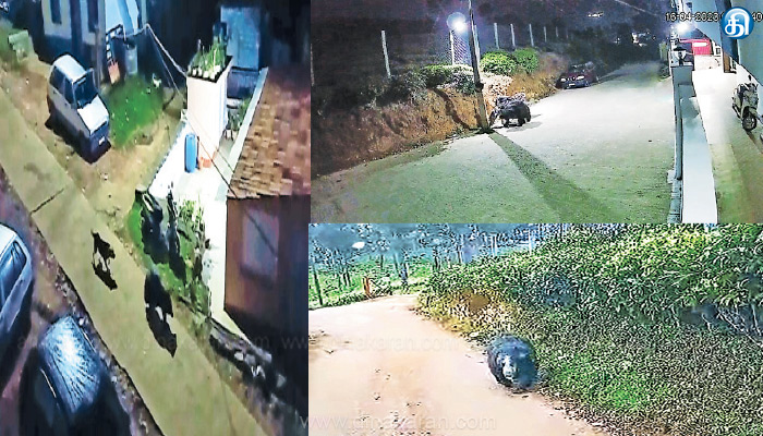 கோத்தகிரியில் கரடிகளை கூண்டு வைத்து பிடிப்பதில் வனத்துறை அலட்சியம்: பொதுமக்கள் குற்றச்சாட்டு