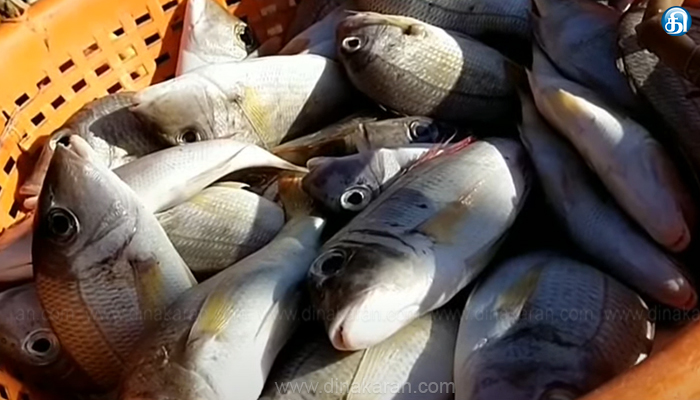 காய்கறிகள் விலை உயர்வு எதிரொலி; தூத்துக்குடி திரேஸ்புரத்தில் மீன் வாங்க குவிந்த மக்கள்..!!