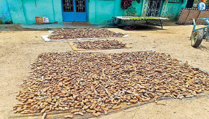 புளி விளைச்சல் புலிப்பாய்ச்சல் ஆயிரம் மெட்ரிக் டன் ஏற்றுமதி