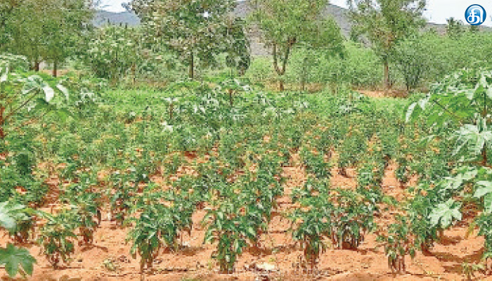 கடவூர், தோகைமலையில் கனகாம்பரம் பூ சாகுபடியில் விவசாயிகள் ஆர்வம்