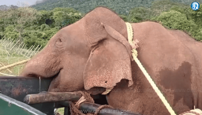 பொள்ளாச்சி அருகே விளைநிலங்களை சேதப்படுத்தி அட்டகாசம் செய்த மக்னா யானையை மயக்க ஊசி செலுத்தி பிடித்த வனத்துறையினர்.. விவசாயிகள் நிம்மதி..!!