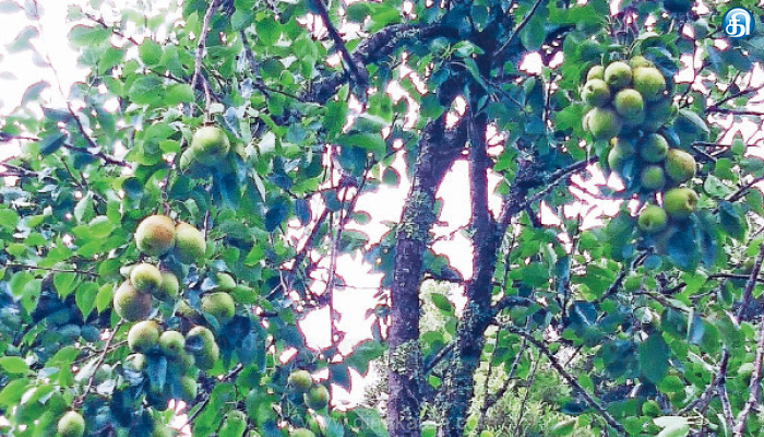 குன்னூர் பழவியல் பண்ணைக்கு ஜாம் தயாரிக்க ஒன்றரை டன் பேரிக்காய்கள் வழங்க முடிவு