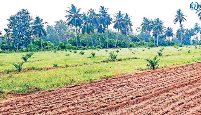 ஜூலை 25 முதல் ஆகஸ்ட் 5 வரை எண்ணெய் பனை செடி நடவு விழா