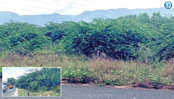 தேனி மாவட்டத்தில் கம்பம், ஆண்டிபட்டி, போடி ஆகிய பகுதிகளில் சாலையோரங்கள், நீர்நிலைகளில் கருவேல மரங்கள்