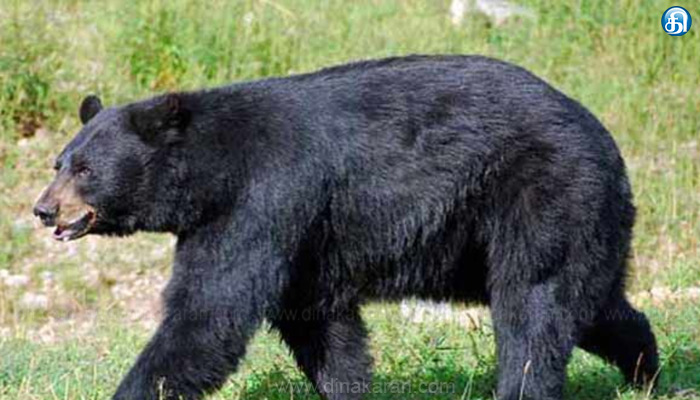 கொல்லிமலை செம்மேடு அருகே  கரடி தாக்கி இருவர் காயம்..!!