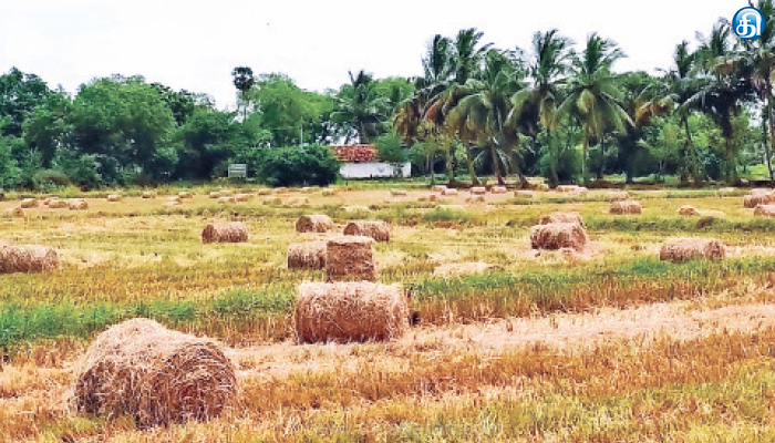 புற்களுக்கு மவுசு அதிகரிப்பு எதிரொலி வைக்கோல் கட்டுகள் விற்பனையாகாமல் தேக்கம்