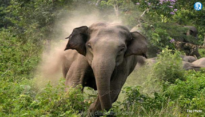 கோவை பாரதியார் பல்கலைக்கழகம் அருகே யானை தாக்கி இளைஞர் காயம்