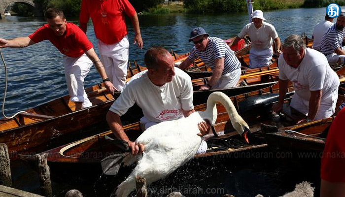12ம் நூற்றாண்டு முதல் பின்பற்றப்படும் அன்னப்பறவை கணக்கெடுப்பு பணி… மன்னர் சார்லஸுக்கு மரியாதை செலுத்திய பின் துவக்கம்!!