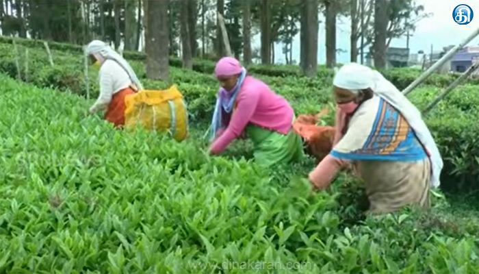 சிறு,குறு தேயிலை விவசாயிகள் செப்.1 முதல் உண்ணாவிரதப் போராட்டம்: நீலகிரி பசுந்தேயிலைக்கு குறைந்தபட்ச விலை நிர்ணயிக்கக் கோரிக்கை