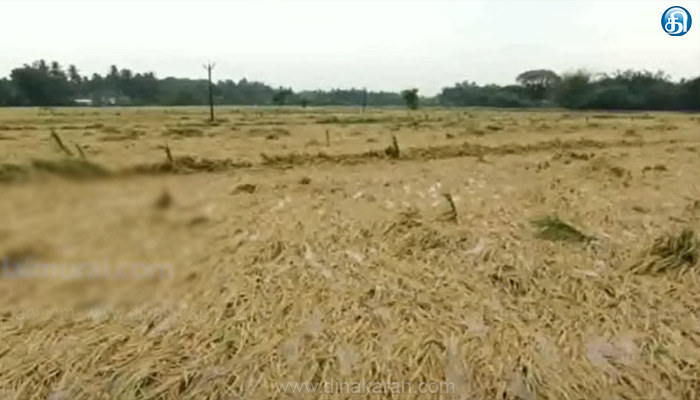 மயிலாடுதுறை மாவட்டத்தில் பெய்த கனமழையால் 90,000 குறுவை பயிர்கள் சேதம்: விவசாயிகள் வேதனை