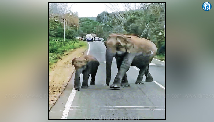 ஆசனூர் அருகே குட்டியுடன் வாகனங்களை வழிமறித்த காட்டு யானை: பயணிகள் அச்சம்