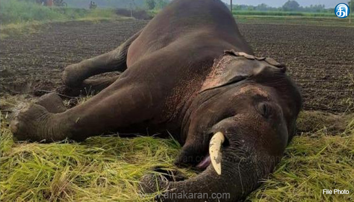 பைரெட்டிபள்ளி மாவட்டம் நக்க குண்டல் பகுதியில் மின்சாரம் தாக்கி யானை உயிரிழப்பு