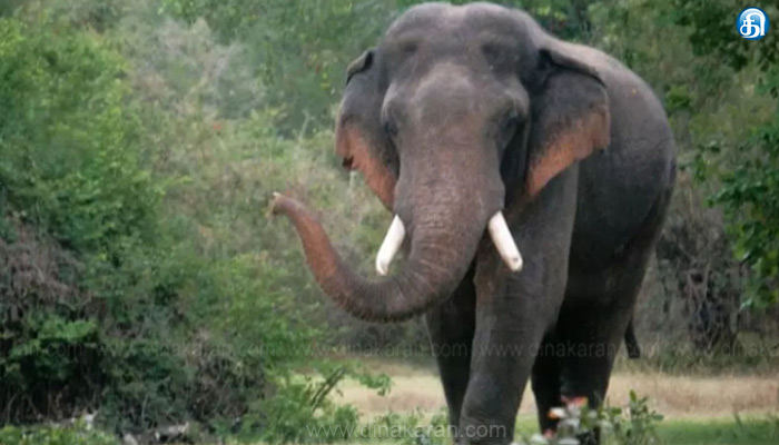 கோபி அருகே குடியிருப்பு பகுதியில் புகுந்த ஒற்றை காட்டுயானை..!!
