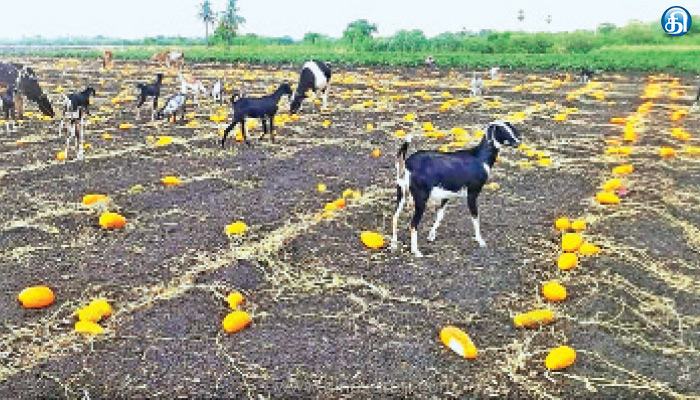 கோவில்பட்டி பகுதியில் சாம்பார் வெள்ளரி விலை வீழ்ச்சி: கால்நடைகளுக்கு உணவாகும் அவலம்