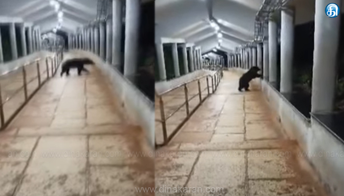 திருப்பதி பாதயாத்திரை செல்லும் பாதையில் உலா வரும் கரடி; பக்தர்கள் அதிர்ச்சி..!!