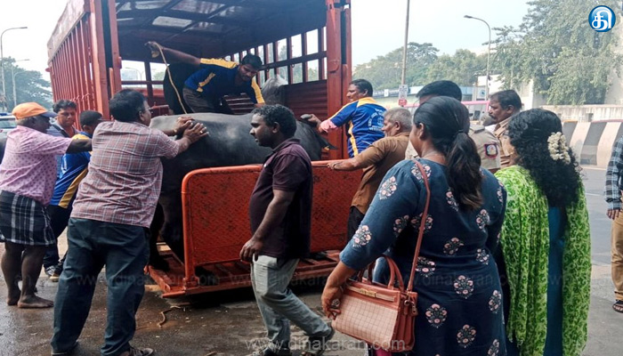 கடந்த 2 நாட்களில் 23 மாடுகள் பிடிக்கப்பட்டு மாட்டின் உரிமையாளர்களுக்கு அபராதம் .