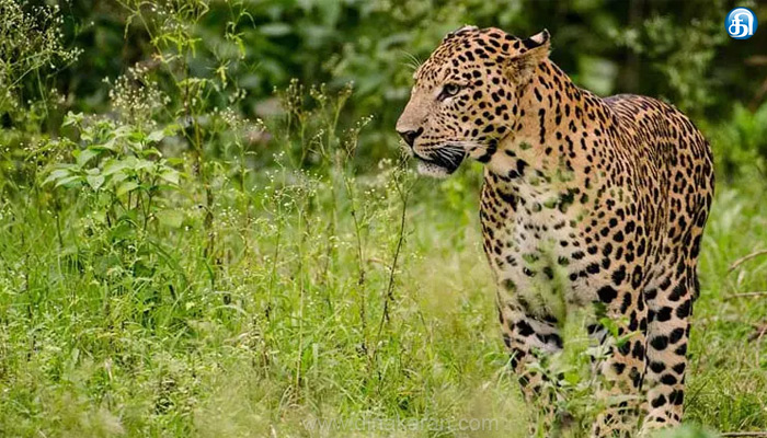 நீலகிரி -பந்தலூர் பகுதியில்சிறுத்தையைபிடிக்க தயார் நிலை.